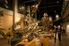 6/18(火）21:50～ リニューアルオープン！御所浦恐竜の島博物館  KABでOA！
